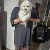 Female maltese