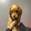 Cavapoo puppies