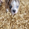 Olde English Bulldogge female puppies