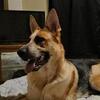 URGENTLY NEEDING TO REHOME GSD