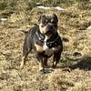 Blue Tri Pocket Bully Stud