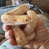 ALBINO LAVENDER SABLE HOG NOSE SNAKE