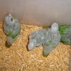 More baby Blue-throated Cunures hatching soon at $1,000 ea. Endangered species. Florida sales only