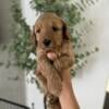 Mini Goldendoodle puppies