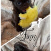Registered Chihuahua puppies