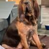 AKC Bloodhound Puppies