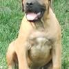 SOUTH AFRICAN BOERBOEL MALE