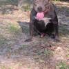 American bully male up for grabs