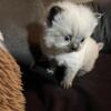 CFA registered Himalayan Ready 5/1
