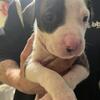 PITT BULL PUPPIES VACCINATED AND READY TO GO