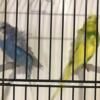 Helicopter Budgies Adult and youngster with all colors