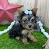 Adorable 8 week Yorkie puppies