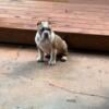 American Bully 2 females available