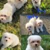 The sweetest Maltese puppies