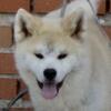 Adorable 6-Month-Old Akita Male Puppy for Sale!