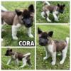 CORA - female akita puppy, born 6-20-24