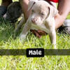 Classic American Bully Pups