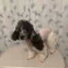 AKC miniature poodles  Merle