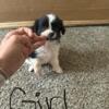 ***PRICE DROP**** Female Pom Shih Puppy