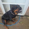 Two year old female Rottweiler
