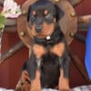 Blue and Black/Tan Doberman puppies European bloodlines in USA