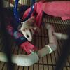Sister sugar glider pair 