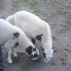 Two Male Sheep Self Shearing