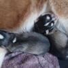 Full Blooded Siberian Husky babies