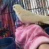 Cockatiel