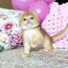 NEW Elite British kitten from Europe with excellent pedigree, female. Ozge