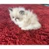 Persian kitten extreme flat face smoke calico dilute blue eyed Beauty