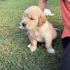 Golden retriever puppies