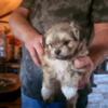 Shihpoo male 