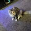 2 Maine coon cats for sale