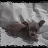 Beau male Chihuahua