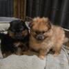 Pomeranian Puppys 8 weeks