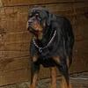 AKC Rottweilers