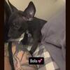 Exclusive micro pocket bullies  flash sale