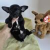 Chihuahua puppies:  1 boy