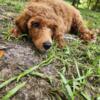 Meet River female Red Standard Poodle