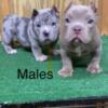 American bully pups looking for new home