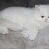 CFA White Male Persian Kitten with Copper eyes