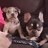 American bullies lexington ky