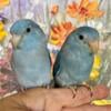 Hand Fed Weaned Parrotlet Babies