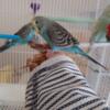 English Budgie Parakeet Babies- Handfed Tame