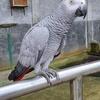 Alo & Nati  Africain Grey parrots  Price: $3000 Each