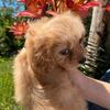 Cavapoo ❤️