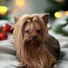 Yorkie Stud Service