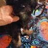 Shih Poo Chi. 2 boys: Double Shih Tzu/ Poodle/ with 1/8 long hair chihuahua Highland Township Mich