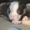 Pocket bully for Sale 